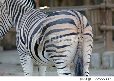 後ろ姿（シマウマの尻尾　愛知県名古屋市　東山動植物園） 72555337