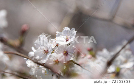 満開のさくら　満開の吉野桜　サクラの花ビラ 72555353
