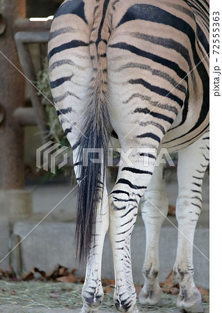 後ろ姿(シマウマの尻尾 愛知県名古屋市 東山動植物園) 後ろ姿(シマウマの尻尾 愛知県名古屋市 東山動植物園) 72555363
