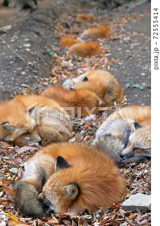 仲良く眠るキツネの群れ 狐 宮城県 みやぎ蔵王キツネ村 の写真素材