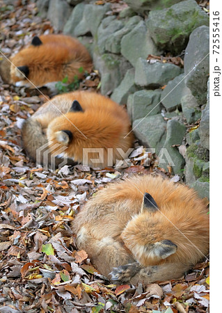 仲良く眠る三匹のキツネ 狐 宮城県 みやぎ蔵王キツネ村 の写真素材