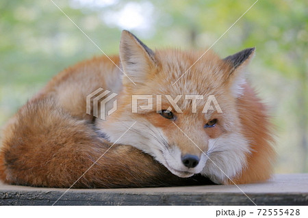 置物のように丸まるキツネ 72555428