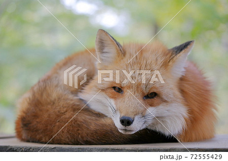 置物のように丸まるキツネ 狐 宮城県 みやぎ蔵王キツネ村 の写真素材