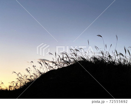 初冬、朝日の中で揺れるススキ 初冬、朝日の中で揺れるススキ 72555692
