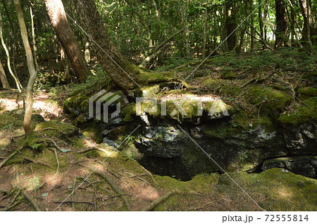 大地の亀裂(西湖野鳥の森公園/山梨県南都留郡富士河口湖町西湖2068) 大地の亀裂(西湖野鳥の森公園/山梨県南都留郡富士河口湖町西湖2068) 72555814