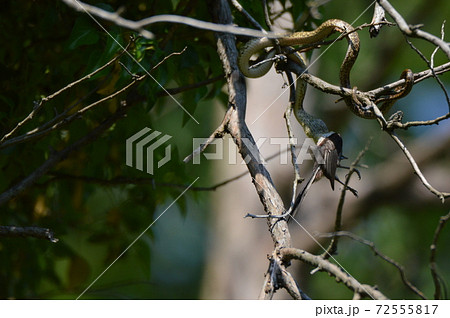 樹上で鳥を呑み込むヘビ（立川公園／東京都立川市） 72555817