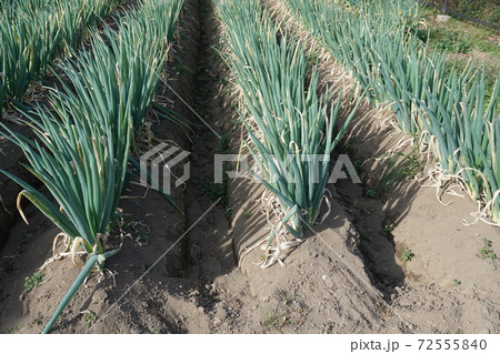 大河ドラマの舞台、深谷名物、深谷ネギ 72555840