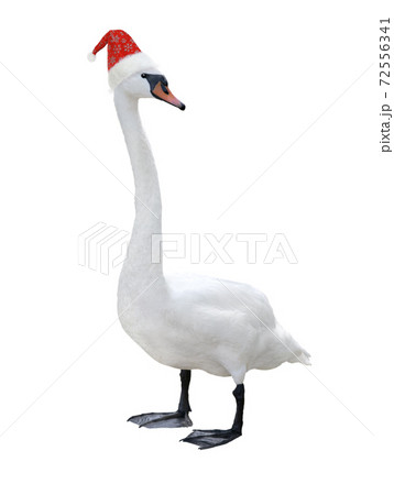 swan in santa claus hat isolated on white background 72556341