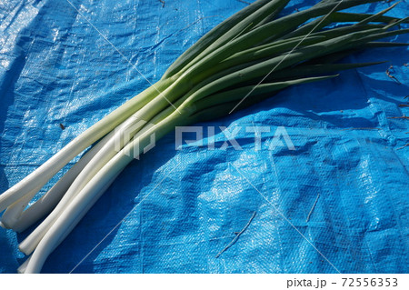 大河ドラマの舞台、深谷名物、深谷ネギ 72556353