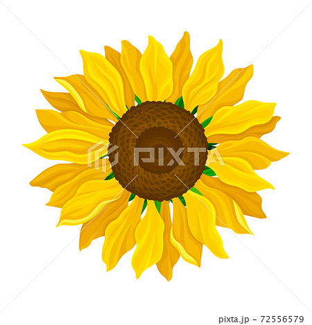 Round Yellow Flower Head of Sunflower or... - Stock Illustration [72556579]  - PIXTA