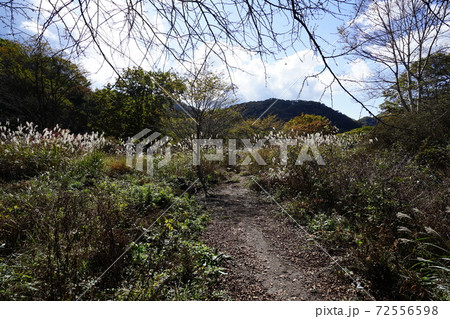 群馬県 榛名高原沼の原 ゆうすげの道 山側の道 群馬県 榛名高原沼の原 ゆうすげの道 山側の道 72556598