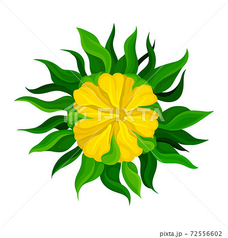 Sunflower Bud with Green Leaves and Yellow Petals Vector Illustration 72556602