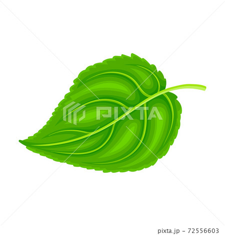 Green Petiolate Heart-shaped Sunflower Leaf with Fibers Vector Illustration Green Petiolate Heart-shaped Sunflower Leaf with Fibers Vector Illustration 72556603