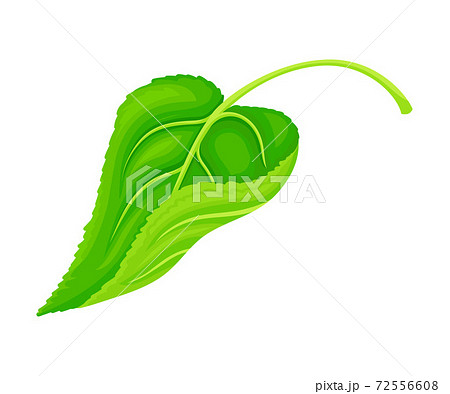 Green Petiolate Heart-shaped Sunflower Leaf with Fibers Vector Illustration Green Petiolate Heart-shaped Sunflower Leaf with Fibers Vector Illustration 72556608