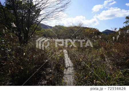 群馬県　榛名高原沼の原　ゆうすげの道　山側の道 72556626