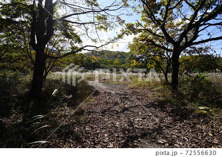 群馬県　榛名高原沼の原　ゆうすげの道　山側の道 72556630