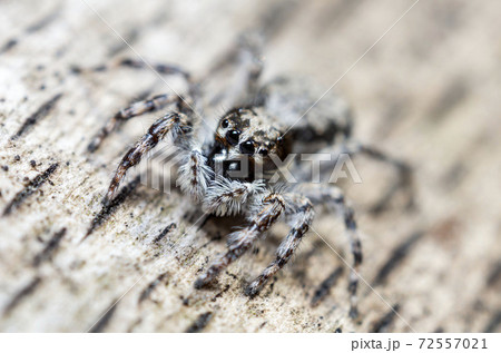 シラヒゲハエトリ シラヒゲハエトリ 72557021