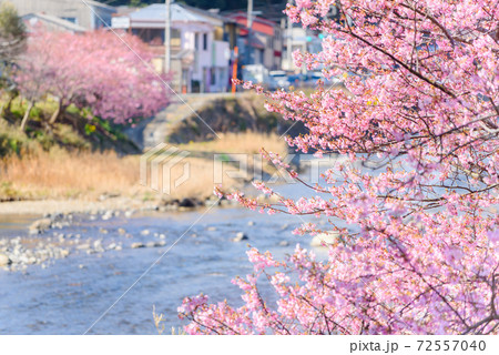 河津川と満開の河津桜 72557040
