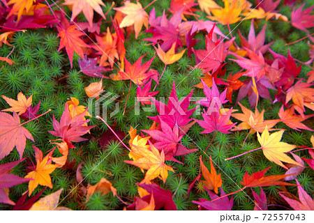 宝福寺 モミジの落ち葉とスギゴケ 岡山県総社市 宝福寺 モミジの落ち葉とスギゴケ 岡山県総社市 72557043