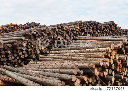 huge stacks of logs against a cloudy sky 72557063