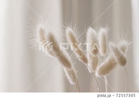 Close-up of beautiful creamy dry grass bouquet. Bunny tail, Lagurus ovatus plant against soft blurred beige curtain background. Selective focus. Floral home decoration. Close-up of beautiful creamy dry grass bouquet. Bunny tail, Lagurus ovatus plant against soft blurred beige curtain background. Selective focus. Floral home decoration. 72557305