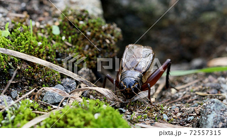 エンマコオロギのオス 72557315