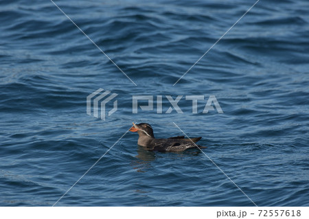 ウトウ ウトウ 72557618