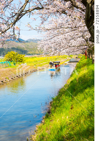 滋賀県近江八幡 八幡堀の桜 72558894
