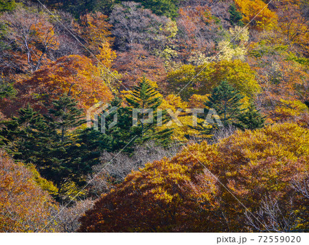 奥日光 中禅寺湖の紅葉 奥日光 中禅寺湖の紅葉 72559020