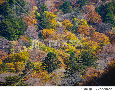 奥日光 中禅寺湖の紅葉 奥日光 中禅寺湖の紅葉 72559022
