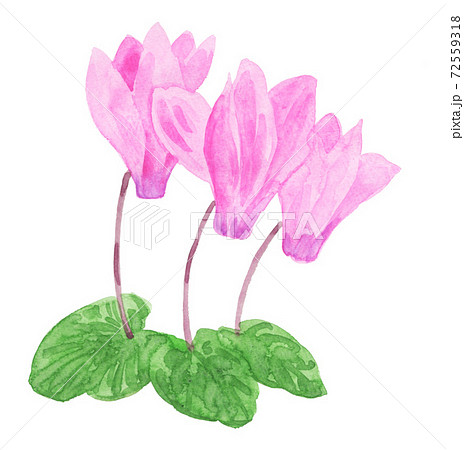 cyclamen201216pix7 cyclamen201216pix7 72559318