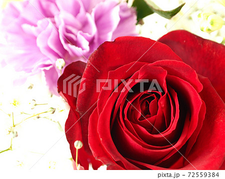 薔薇の花 赤いバラ アップの写真素材