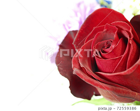 薔薇の花 赤いバラ アップ 薔薇の花 赤いバラ アップ 72559386