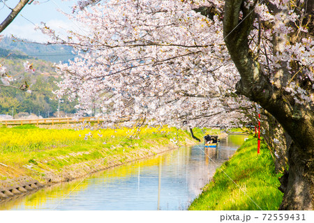 滋賀県近江八幡 八幡堀の桜 滋賀県近江八幡 八幡堀の桜 72559431