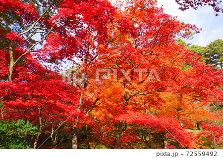 弥彦公園もみじ谷、弥彦村、新潟県、日本 72559492