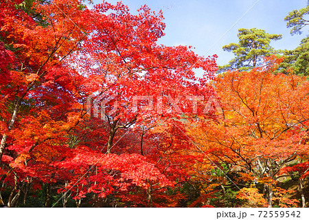 弥彦公園もみじ谷、弥彦村、新潟県、日本 72559542