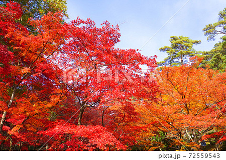弥彦公園もみじ谷、弥彦村、新潟県、日本 弥彦公園もみじ谷、弥彦村、新潟県、日本 72559543