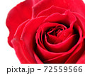 赤色の薔薇の花 72559566
