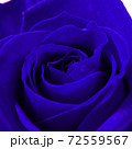 青色の薔薇の花 72559567