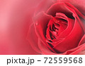 薔薇の花　アップ　グラフィック 72559568