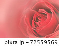 薔薇の花　アップ　グラフィック 72559569