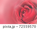 薔薇の花　アップ　グラフィック 72559570