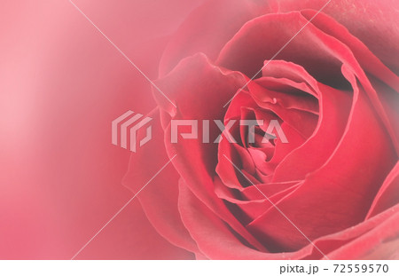 薔薇の花　アップ　グラフィック 72559570