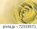 薔薇の花　アップ　グラフィック 72559571