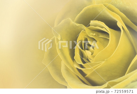 薔薇の花 アップ グラフィック 薔薇の花 アップ グラフィック 72559571