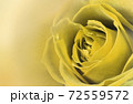 薔薇の花　アップ　グラフィック 72559572