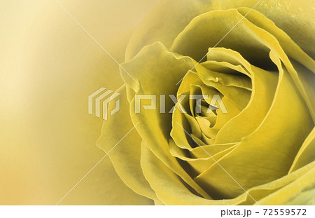 薔薇の花 アップ グラフィック 薔薇の花 アップ グラフィック 72559572