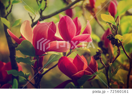 Magnolia spring flowers Magnolia spring flowers 72560161