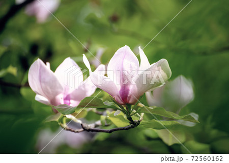 Magnolia spring flowers Magnolia spring flowers 72560162