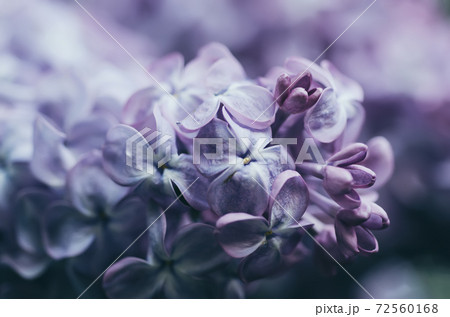 Lilac flowers macro 72560168
